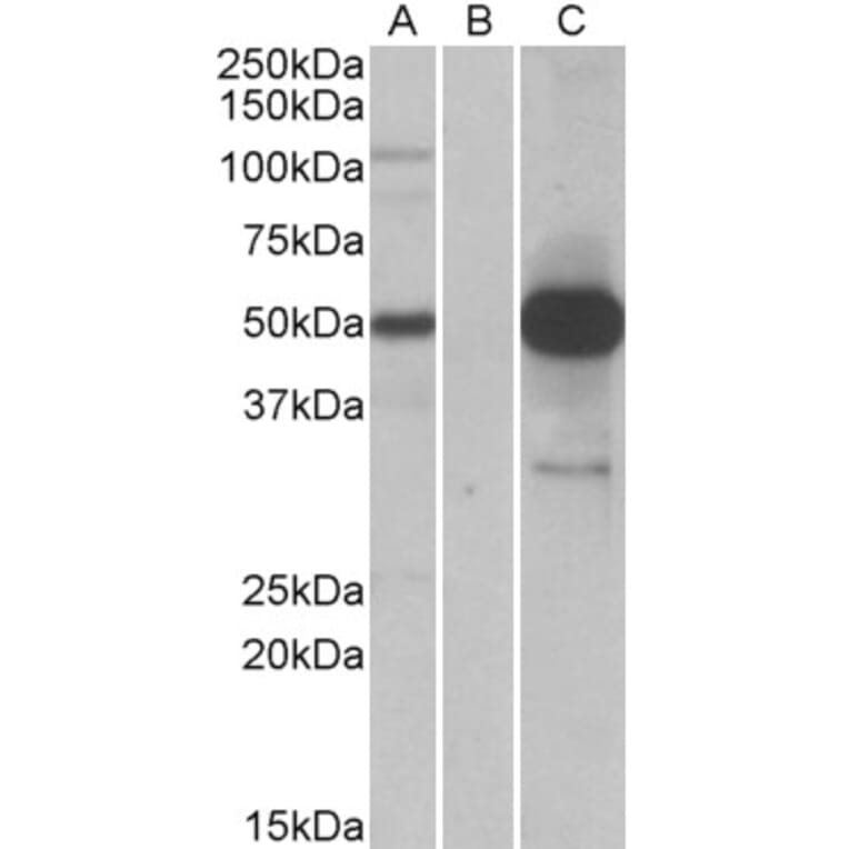 Western Blot - Anti-COPS3/CSN3 Antibody (A84879) - Antibodies.com