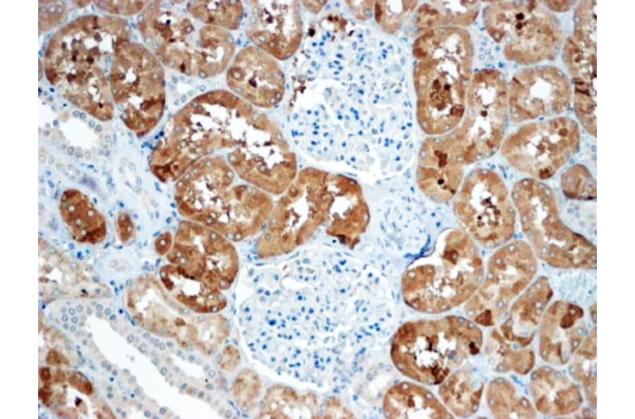 Immunohistochemistry - Anti-Sclerostin Antibody (A84880) - Antibodies.com