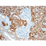 Immunohistochemistry - Anti-Sclerostin Antibody (A84880) - Antibodies.com