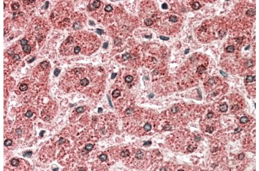 Immunohistochemistry - Anti-MPV17 Antibody (A84882) - Antibodies.com