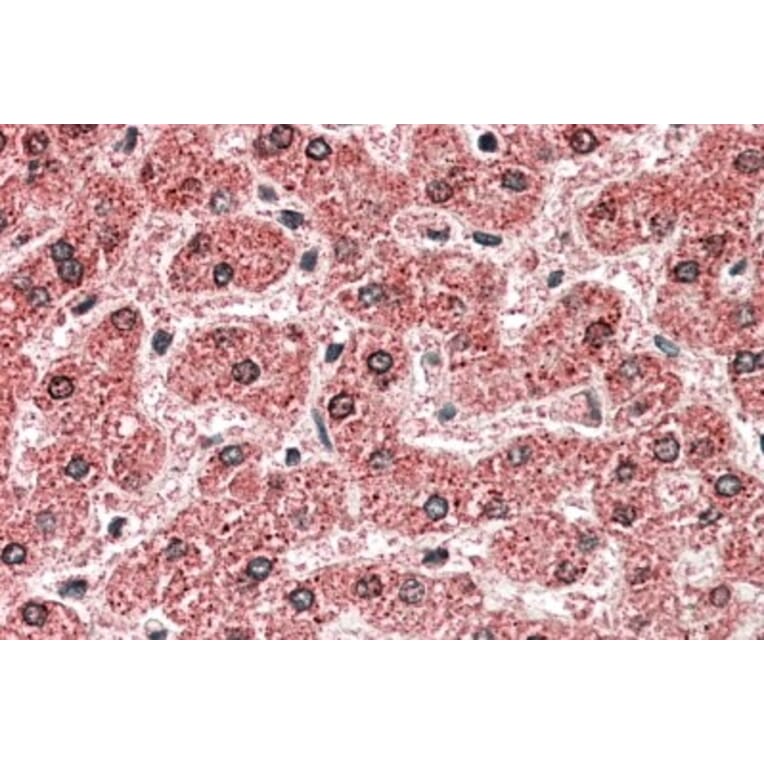 Immunohistochemistry - Anti-MPV17 Antibody (A84882) - Antibodies.com
