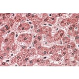 Immunohistochemistry - Anti-MPV17 Antibody (A84882) - Antibodies.com