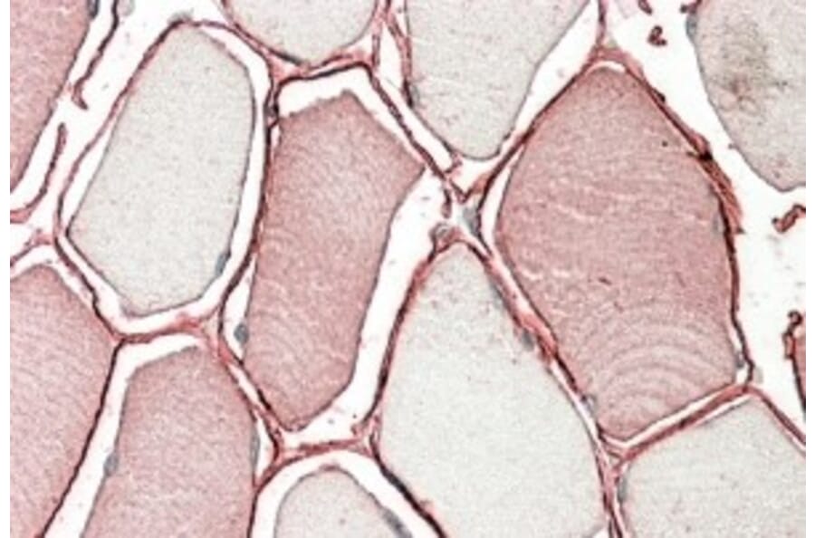 Immunohistochemistry - Anti-MG53 Antibody (A84884) - Antibodies.com