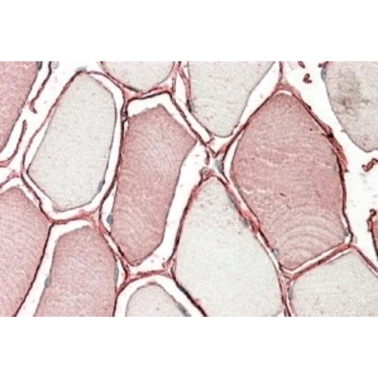 Immunohistochemistry - Anti-MG53 Antibody (A84884) - Antibodies.com