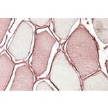 Immunohistochemistry - Anti-MG53 Antibody (A84884) - Antibodies.com
