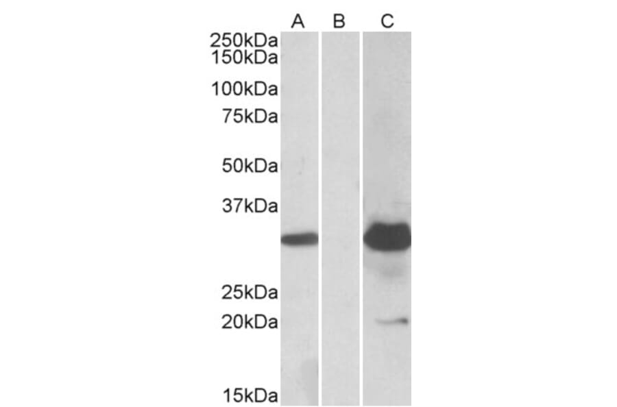 Western Blot - Anti-KCTD11/REN Antibody (A84889) - Antibodies.com