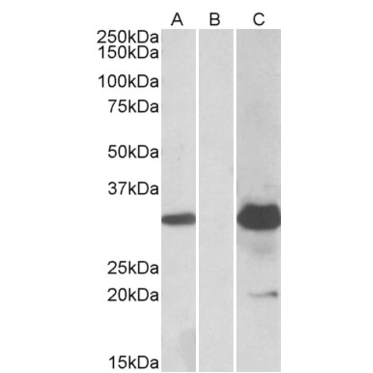 Western Blot - Anti-KCTD11/REN Antibody (A84889) - Antibodies.com