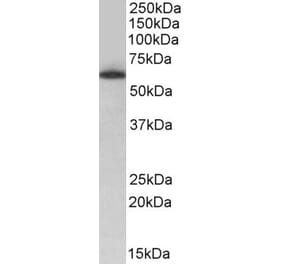 Western Blot - Anti-TH1L Antibody (A84890) - Antibodies.com