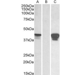 Western Blot - Anti-SLAMF8 Antibody (A84892) - Antibodies.com