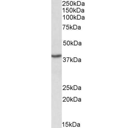 Western Blot - Anti-PCBP1 Antibody (A84893) - Antibodies.com