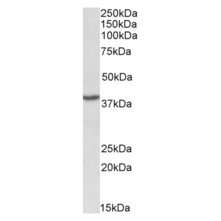 Western Blot - Anti-PCBP1 Antibody (A84893) - Antibodies.com