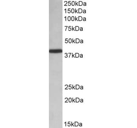 Western Blot - Anti-PCBP1 Antibody (A84894) - Antibodies.com