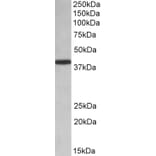 Western Blot - Anti-PCBP1 Antibody (A84894) - Antibodies.com