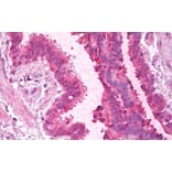 Immunohistochemistry - Anti-PCBP1 Antibody (A84894) - Antibodies.com