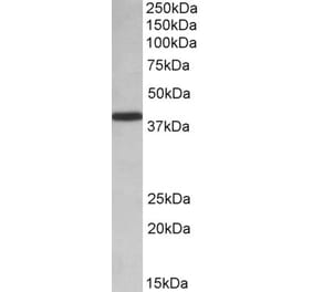 Western Blot - Anti-PCBP1 Antibody (A84894)