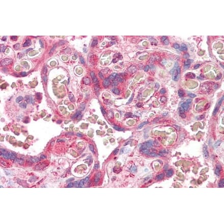 Immunohistochemistry - Anti-ERV3 Antibody (A84895) - Antibodies.com