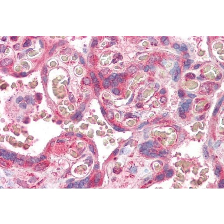 Immunohistochemistry - Anti-ERV3 Antibody (A84895) - Antibodies.com