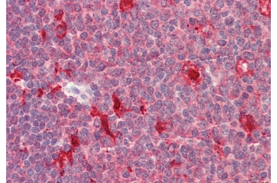 Immunohistochemistry - Anti-PDXP Antibody (A84897) - Antibodies.com