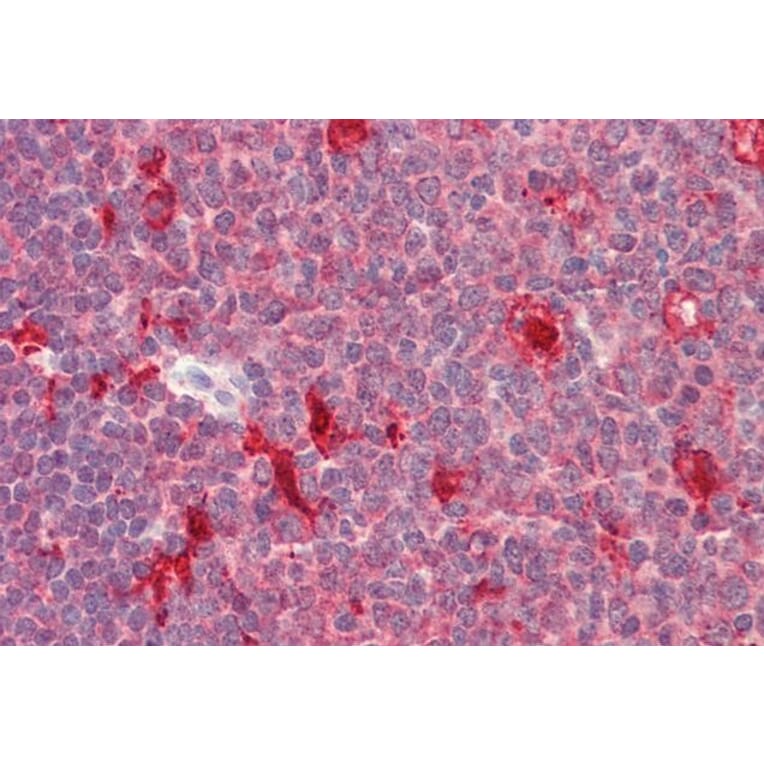 Immunohistochemistry - Anti-PDXP Antibody (A84897) - Antibodies.com