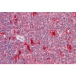 Immunohistochemistry - Anti-PDXP Antibody (A84897) - Antibodies.com