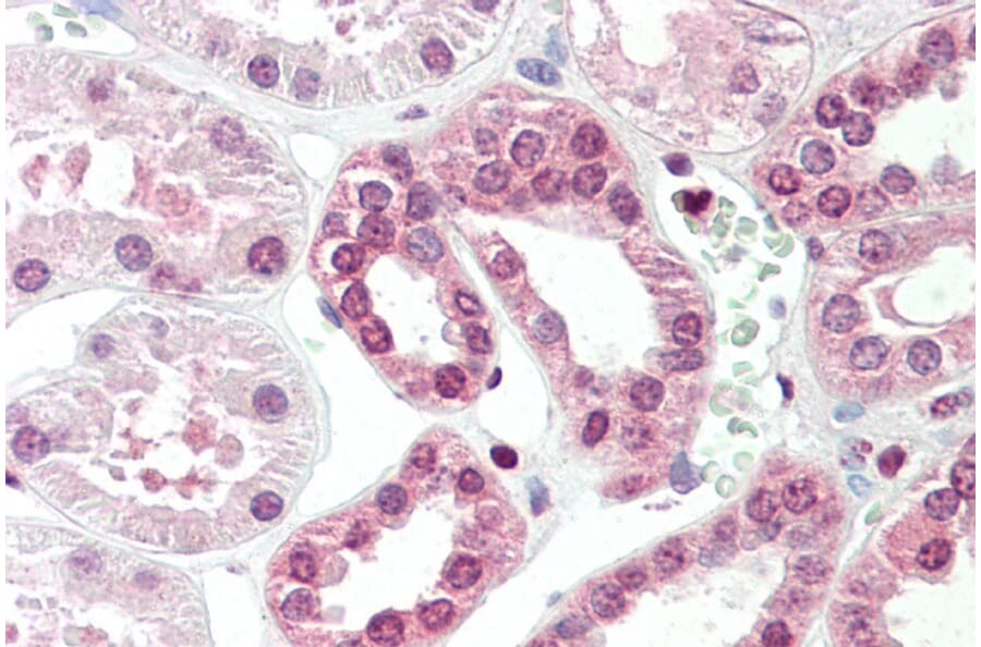 Immunohistochemistry - Anti-TGM7 Antibody (A84898) - Antibodies.com