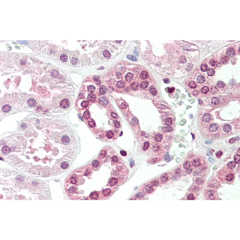 Immunohistochemistry - Anti-TGM7 Antibody (A84898) - Antibodies.com