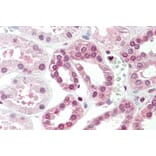 Immunohistochemistry - Anti-TGM7 Antibody (A84898) - Antibodies.com