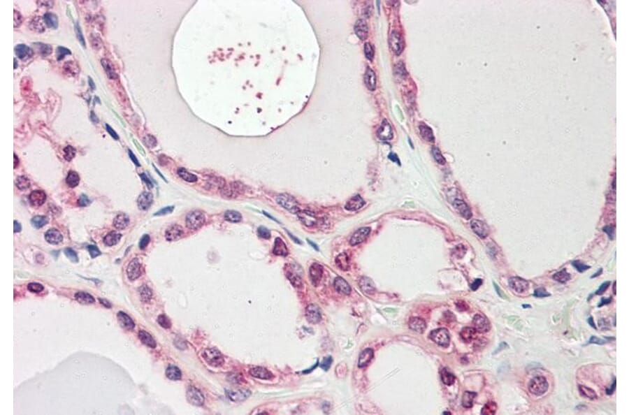 Immunohistochemistry - Anti-NEK7 Antibody (A84900) - Antibodies.com
