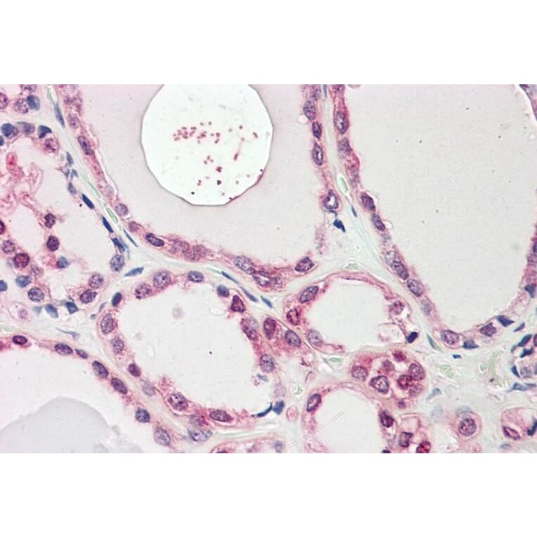 Immunohistochemistry - Anti-NEK7 Antibody (A84900) - Antibodies.com