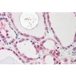 Immunohistochemistry - Anti-NEK7 Antibody (A84900) - Antibodies.com