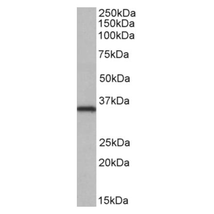 Western Blot - Anti-NEK7 Antibody (A84900) - Antibodies.com