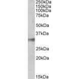 Western Blot - Anti-NEK7 Antibody (A84901) - Antibodies.com