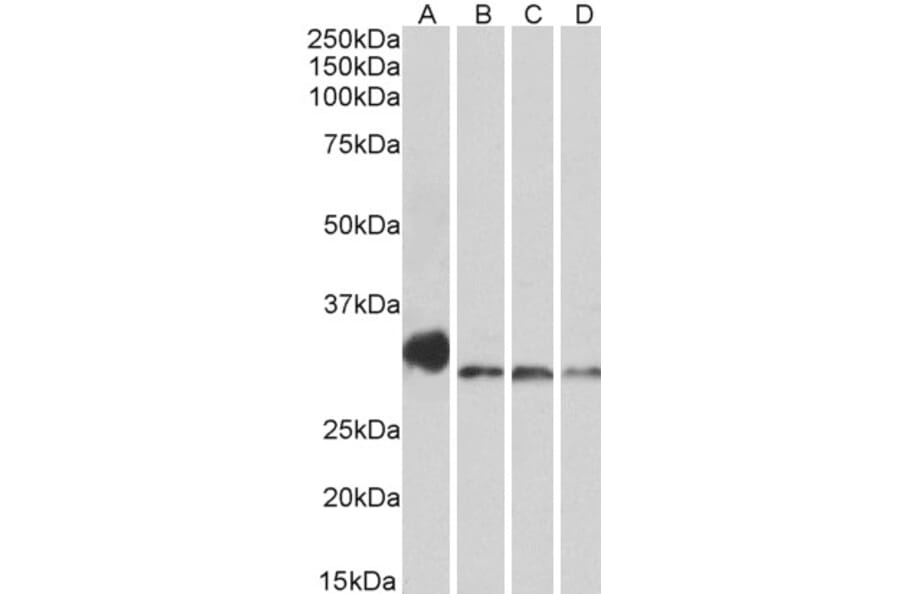 Western Blot - Anti-NEK7 Antibody (A84901) - Antibodies.com