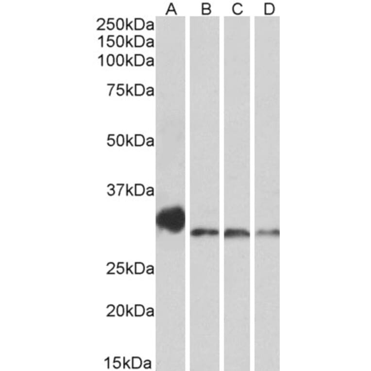 Western Blot - Anti-NEK7 Antibody (A84901) - Antibodies.com