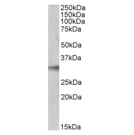 Western Blot - Anti-NEK7 Antibody (A84901) - Antibodies.com