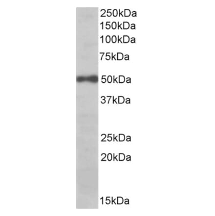 Western Blot - Anti-eIF3e Antibody (A84902) - Antibodies.com