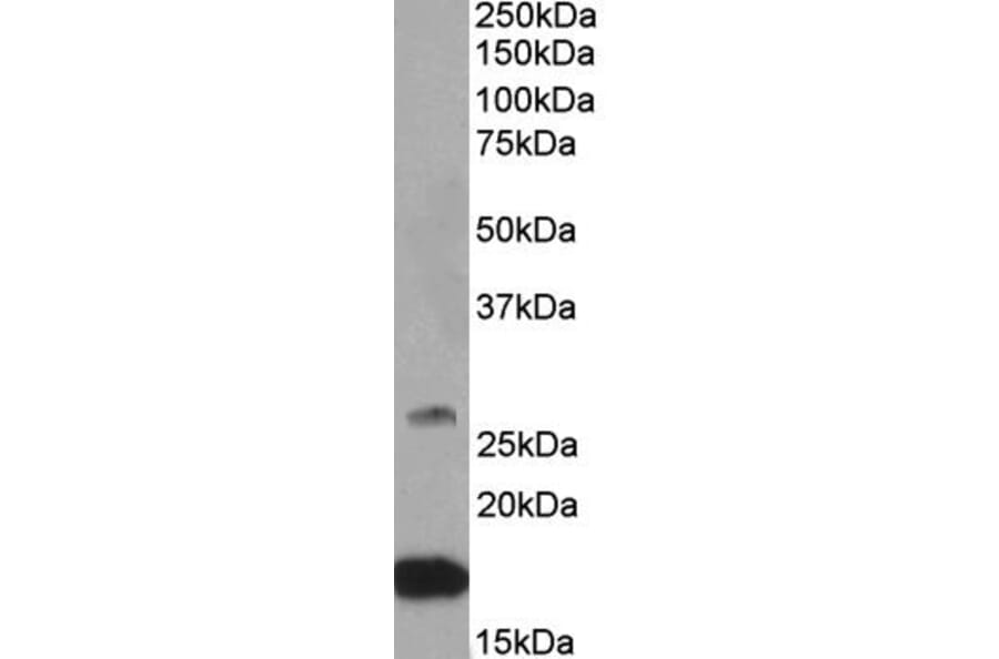 Western Blot - Anti-CNTF Antibody (A84903) - Antibodies.com