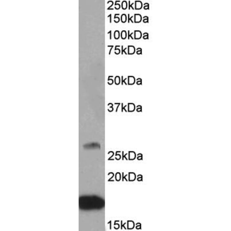 Western Blot - Anti-CNTF Antibody (A84903) - Antibodies.com