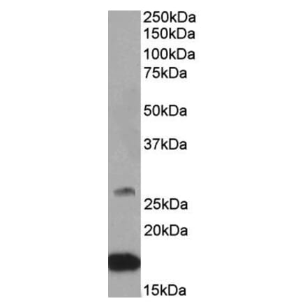Western Blot - Anti-CNTF Antibody (A84903) - Antibodies.com