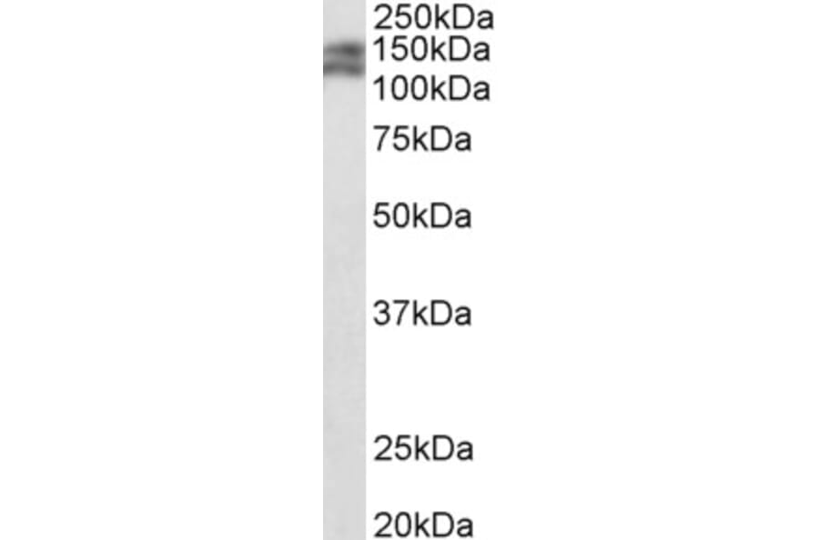 Western Blot - Anti-Partitioning Defective 3-Like Protein Antibody (A84908) - Antibodies.com