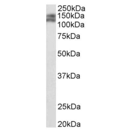 Western Blot - Anti-Partitioning Defective 3-Like Protein Antibody (A84908) - Antibodies.com