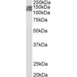 Western Blot - Anti-Partitioning Defective 3-Like Protein Antibody (A84908) - Antibodies.com