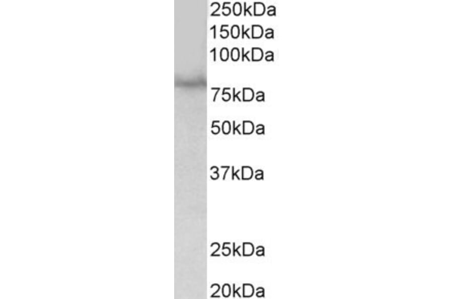 Western Blot - Anti-SIM1 Antibody (A84909) - Antibodies.com