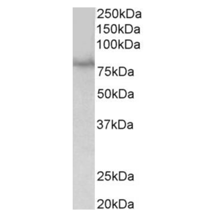 Western Blot - Anti-SIM1 Antibody (A84909) - Antibodies.com