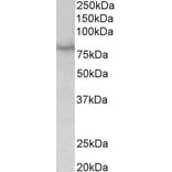 Western Blot - Anti-SIM1 Antibody (A84909) - Antibodies.com