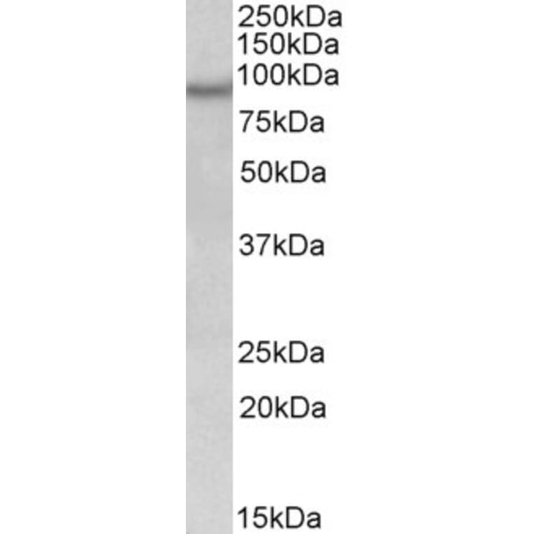 Western Blot - Anti-Npas4 Antibody (A84910) - Antibodies.com