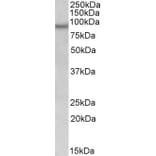 Western Blot - Anti-Npas4 Antibody (A84910) - Antibodies.com