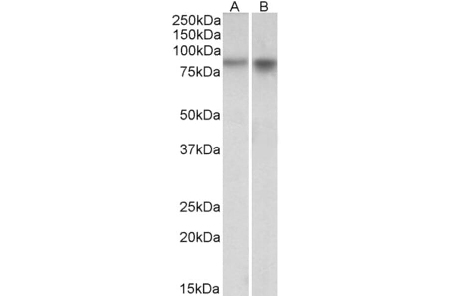 Western Blot - Anti-Npas4 Antibody (A84910) - Antibodies.com