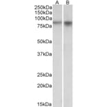 Western Blot - Anti-Npas4 Antibody (A84910) - Antibodies.com