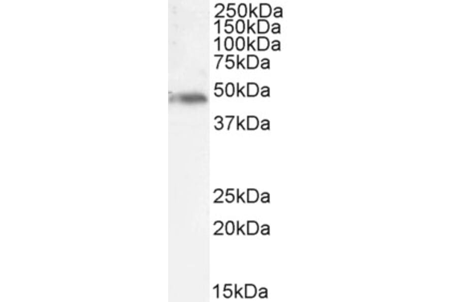 Western Blot - Anti-NCF1/p47-phox Antibody (A84912) - Antibodies.com